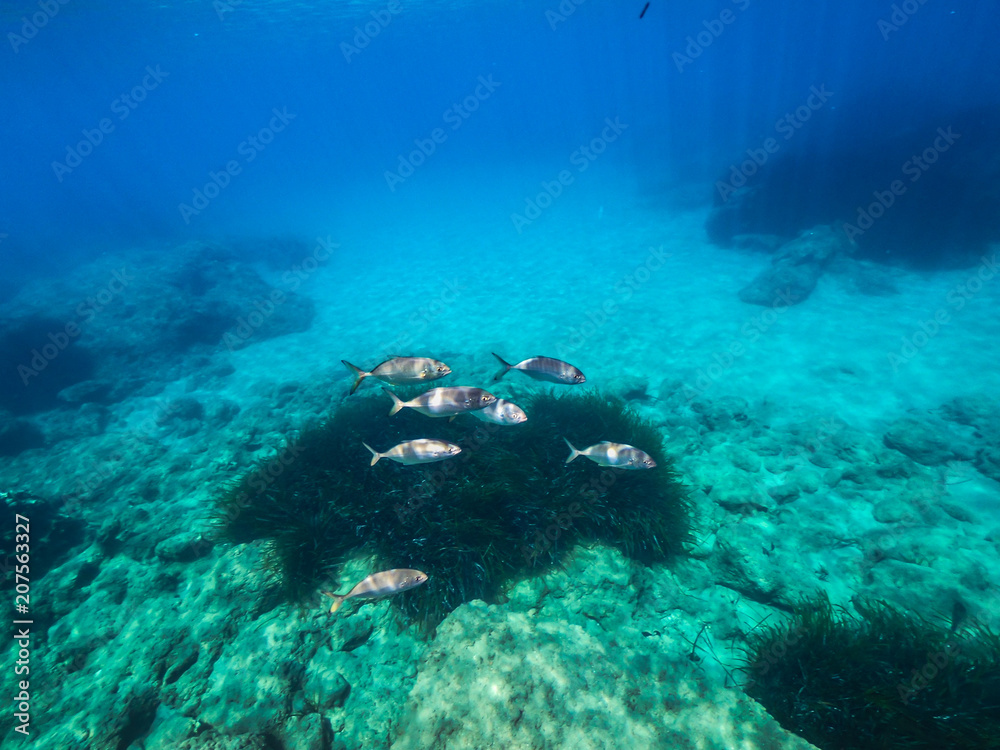 My Under Water World