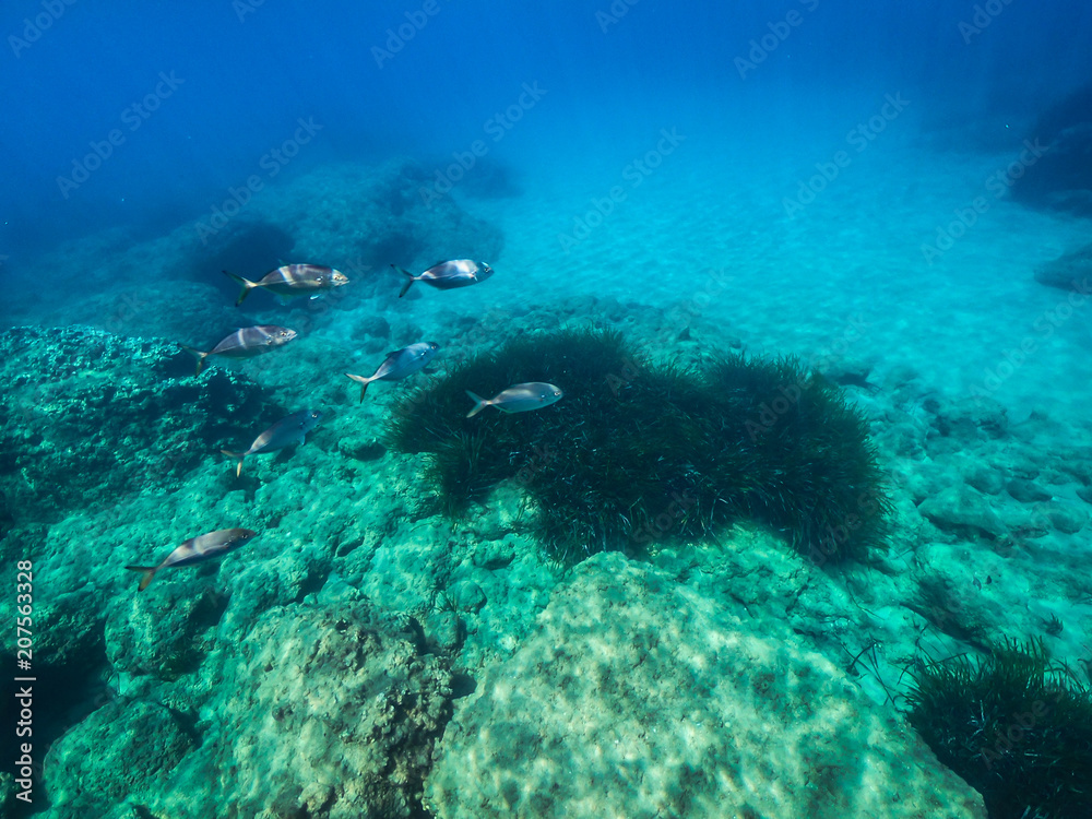 My Under Water World