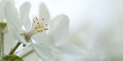 Dekoracja na wymiar  delikatne-biale-kwiaty-jabloni-kwitnacej-w-ogrodzie