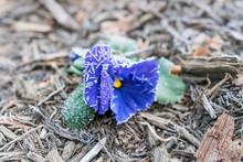 Macro Closeup Of One Blue Purple Violet Pansy Flower With Frost Ice Crystals In Winter Morning, Yellow Center In Outdoor Outside Garden