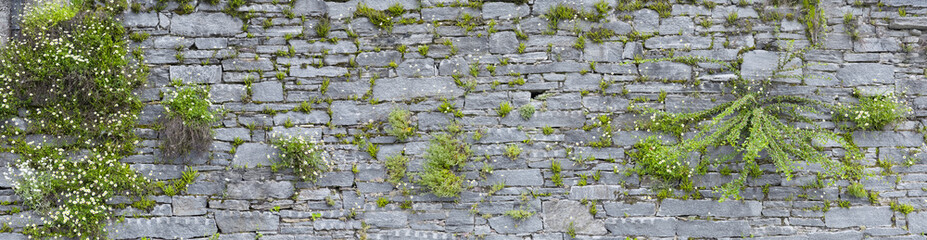 Poster - Schön bewachsene Natursteinmauer