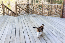 Calico Cat Walking On Empty, Large Wooden Deck Exploring On Terrace, Patio, Outdoor Garden House On Floor
