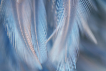 Blur Bird chickens feather texture for background Abstract, soft color of art design.