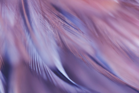 Bird and chickens feather texture for background Abstract,blur style and soft color of art design.