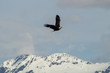 Eagle Soaring over the mountains