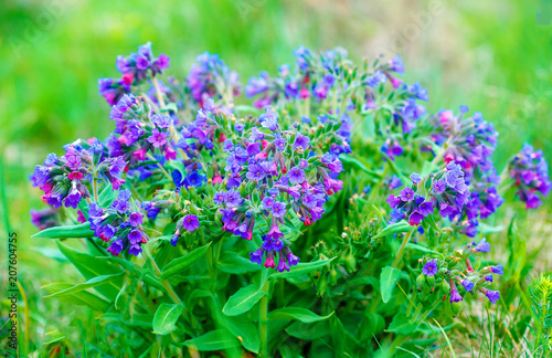 Fotografía closeup detail of meadow flower - wild healing herb - Pulmonaria mollis