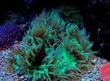 Fototapeta Do akwarium - LPS Elegance coral in reef aquarium (Catalaphyllia Jardinei) 