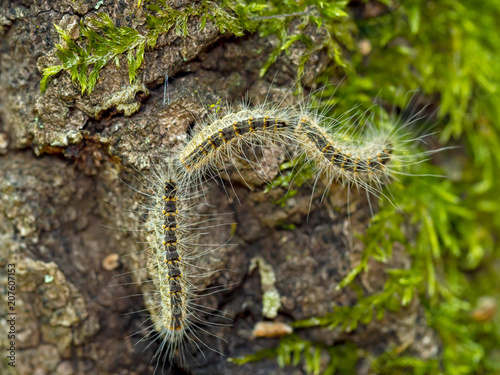 Fotografía Caterpillars of Oak processionary moth,Thaumetopoea processionea, aka OPM,