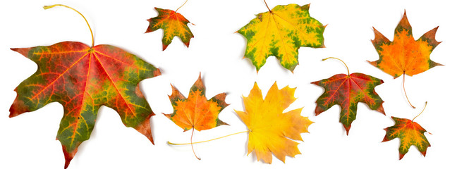 banner autumn pattern maple leaf bright on white background