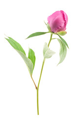 Poster - Peony bud isolated on white