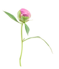 Poster - Peony bud isolated on white