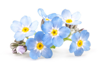 Poster - Spring blue forget-me-nots flowers, closeup, Isolated on white background