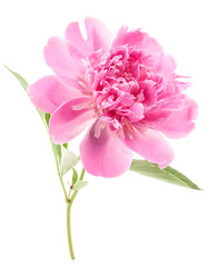 Poster - Peony flower isolated on white