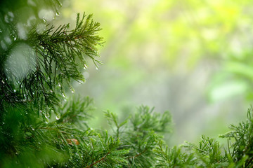 Wall Mural - Selective focus on water drops on the leaves with Sunlight effect