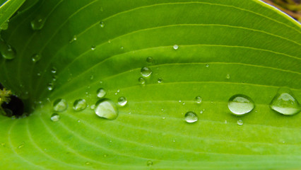 Beautiful host in the garden after the rain.Drops on leaves.