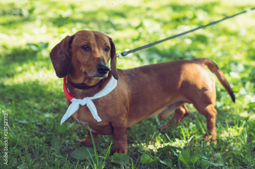 Brown Short Haired Dachshund In The Park Buy This Stock Photo