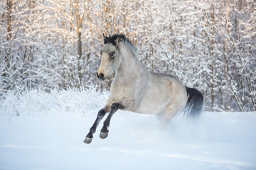 Wall Mural -  The stallion is sporting in the winter forest