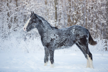 Wall Mural - Foal in the snow