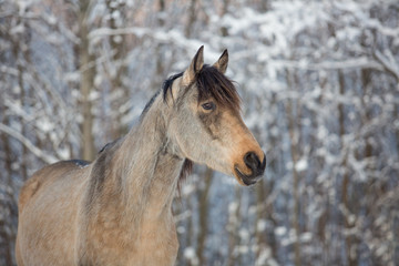 Wall Mural - Winter portrait of a horse