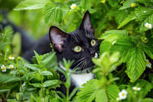 Black White Cat Hunting Among Strawberry In Garden