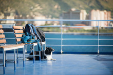 The Dog Waiting For The Luggage On The Ferry Entering The Harbor. Black And White Border Collie.