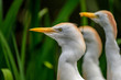 Cattle Egrets waiting for food