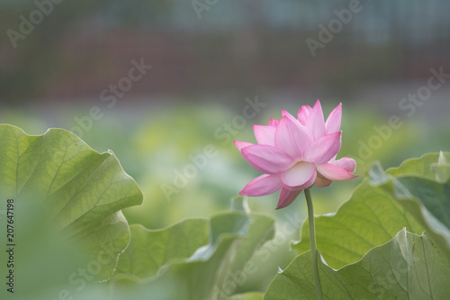 ハスの花一輪 Stock Photo Adobe Stock