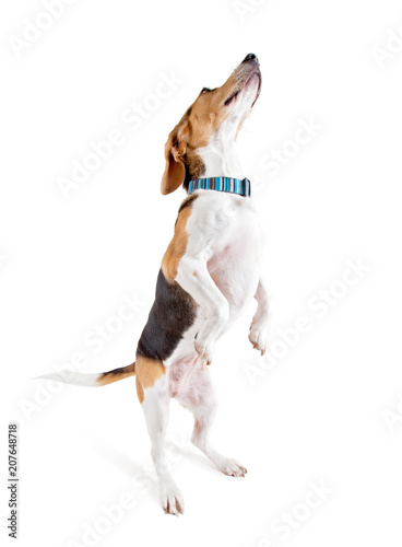 Fotografie, Obraz cute beagle wearing a red collar looking up studio shot isolated on a white back
