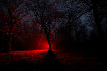 Wall Mural - strange light in a dark forest at night. Silhouette of person standing in the dark forest with light. Dark night in forest at fog time. Surreal night forest scene. Horror halloween concept.