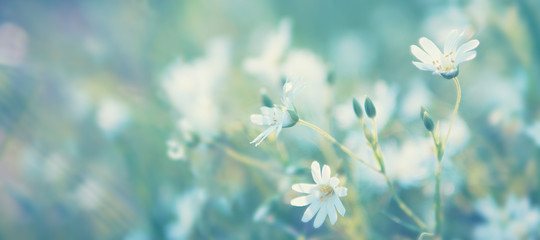 Field wild flowers close-up in the sun, toned photo