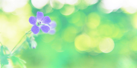 Wall Mural - Field wild flowers close-up in the sun, toned photo