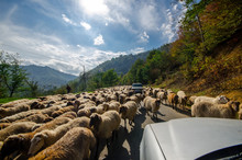 Tilted View Of Sheared Sheep On Rural Road With A Car Trying To Pass. One Sheep Is Looking At The Camera. Azerbaijan Masalli