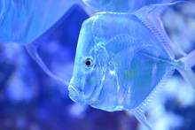 Blue Glass Fish In Aquarium