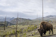 Bison im Yellowstone