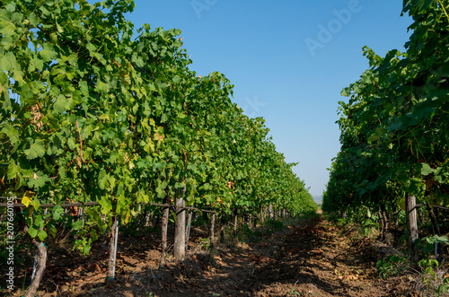 Fotografía Viticulture. Vineyard plantation of grape bearing vines.
