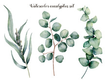 Watercolor Eucalyptus Realistic Set. Hand Painted Baby, Seeded And Silver Dollar Eucalyptus Branch Isolated On White Background. Floral Illustration For Design, Print, Fabric Or Background.