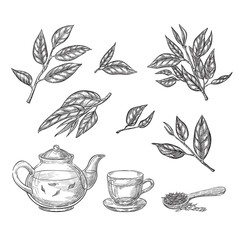 Sticker - Green tea sketch vector illustration. Leaves, teapot and cup hand drawn isolated design elements