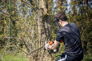 Wall Mural - Professional lumberjack with chainsaw cutting some branches in the garden