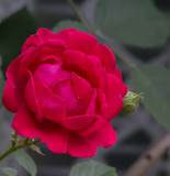 Fototapeta  - Róża ogrodowa