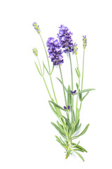 Sticker - Lavender flower isolated white background Fresh herbs