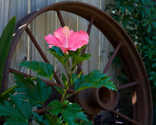Hibiscus Flower With Rusted Wagon Wheel