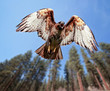 beautiful red tailed hawk screeching while flying overhead
