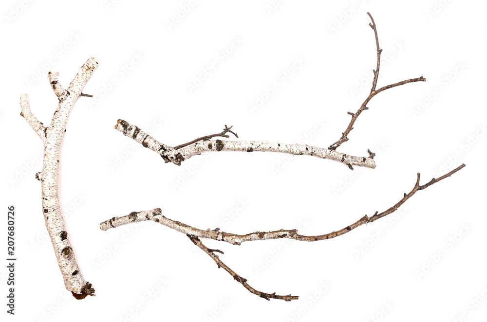Birch branches isolated on white background. Natural decoration elements. - obrazy, fototapety, plakaty 