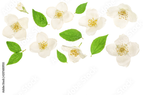 jasmine flower decorated with green leaves isolated on white background closeup Tableau sur Toile
