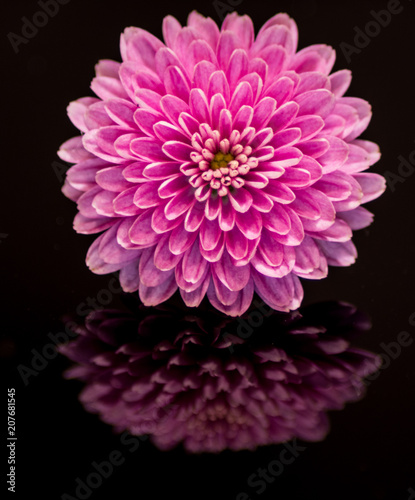 Flower Mirroring