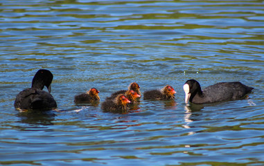 Wall Mural - coot and chicks