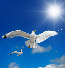A Seagull Is Flying In The Blue Sky. Seabirds.
