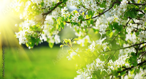 Spring blossom background. Nature scene with blooming tree and sun flare. Spr...