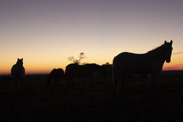 silueta animales vacunos argentinos