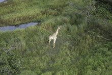 Aerial View Of Giraffe Standing In The Tall Grasses Near A Watering Hole On The Savanna Of The Okavango Delta In Botswana